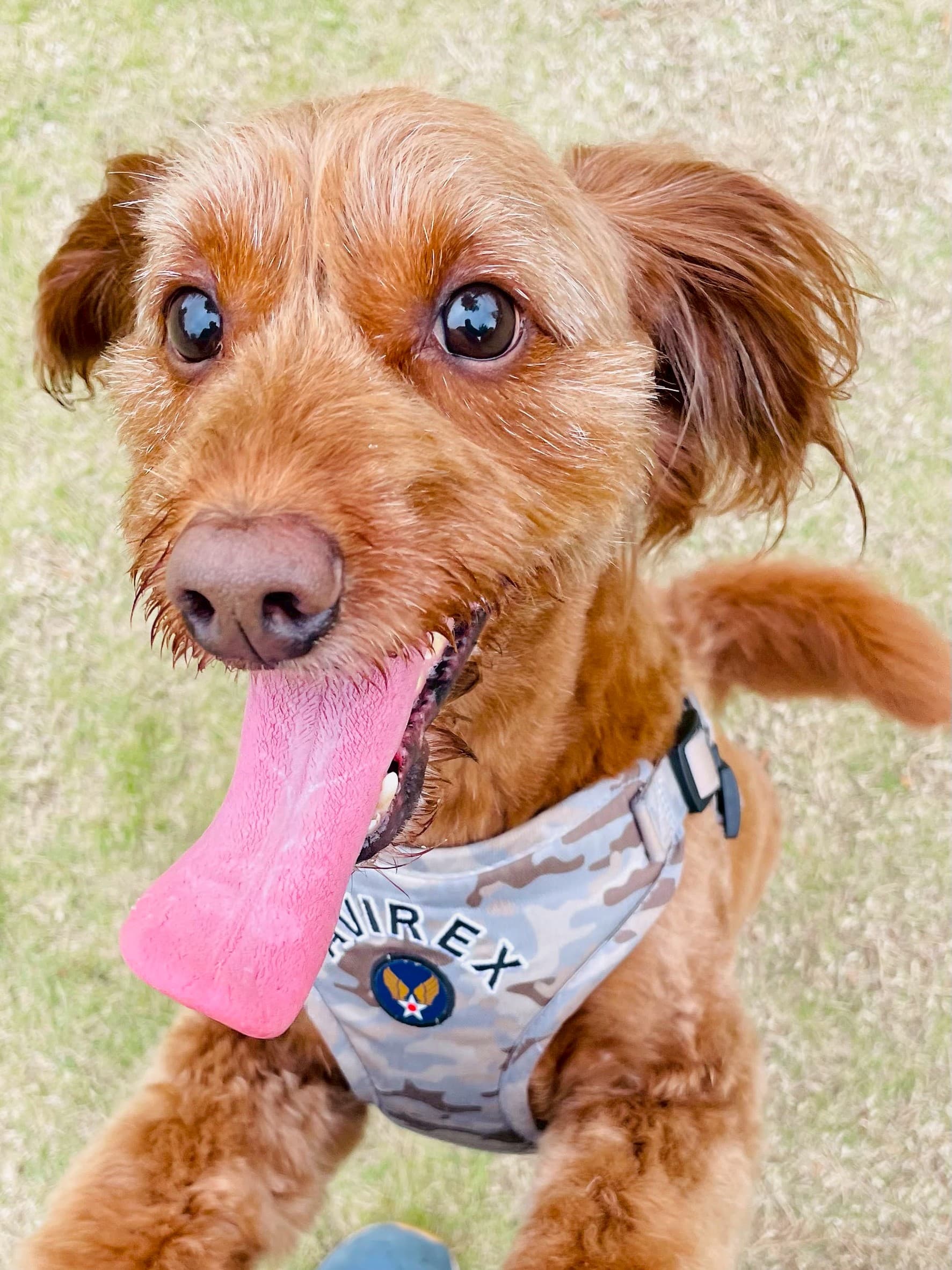 アサイビルドの看板犬ラキ